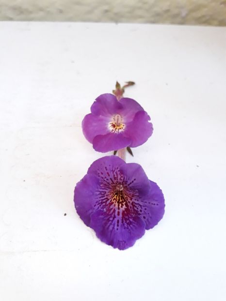 Extravaganza - sus, cu Orion - R19 - Extravaganza