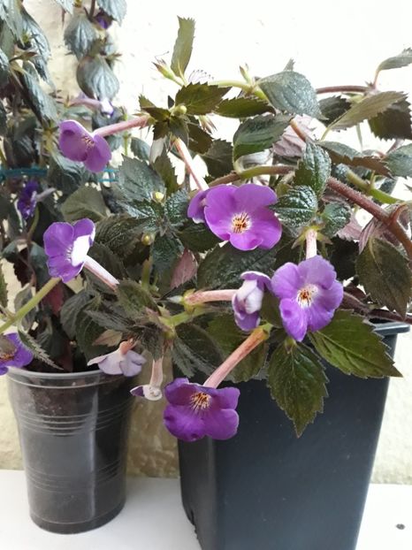  - R19 - Extravaganza