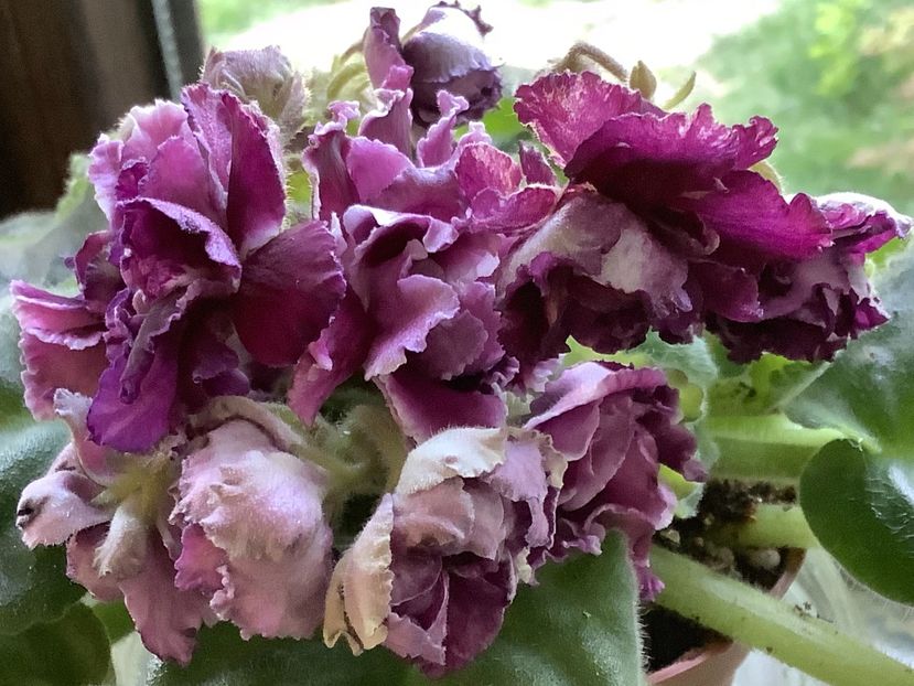 Duchess a Mama - RS Duchess