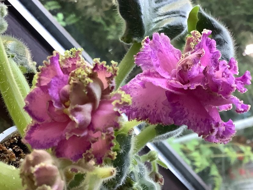 232F1D66-301F-4BBA-9442-81F5E450B056 - Georgia