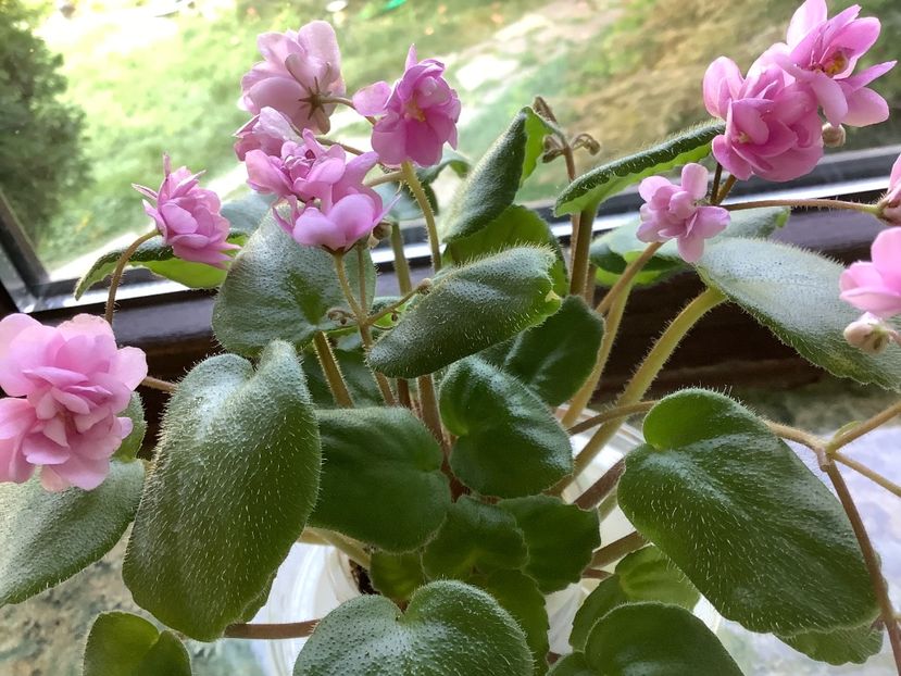 64505E9D-B308-429B-AFC8-CD2E48C59EC0 - Noid 2