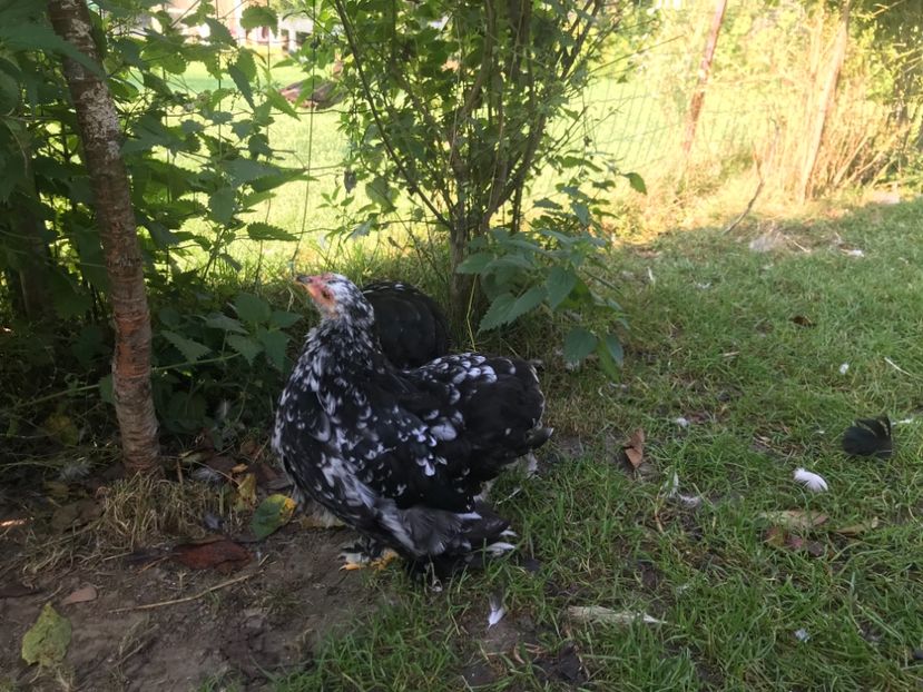  - Tineret cochinchina pitic 2019