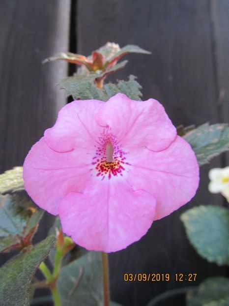 RF's Brisa  Rosa - ACHIMENES 2020 - VANZARI HIBRIZI