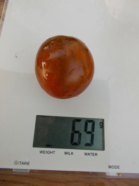  - SEMINTE ROSII - T 444 BLACK PRINCE