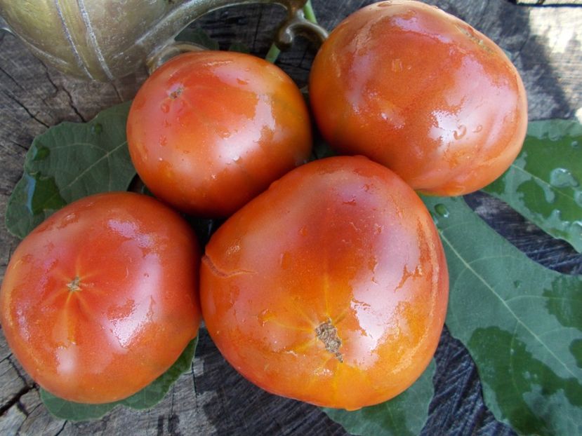  - SEMINTE ROSII - T 368 NUITS