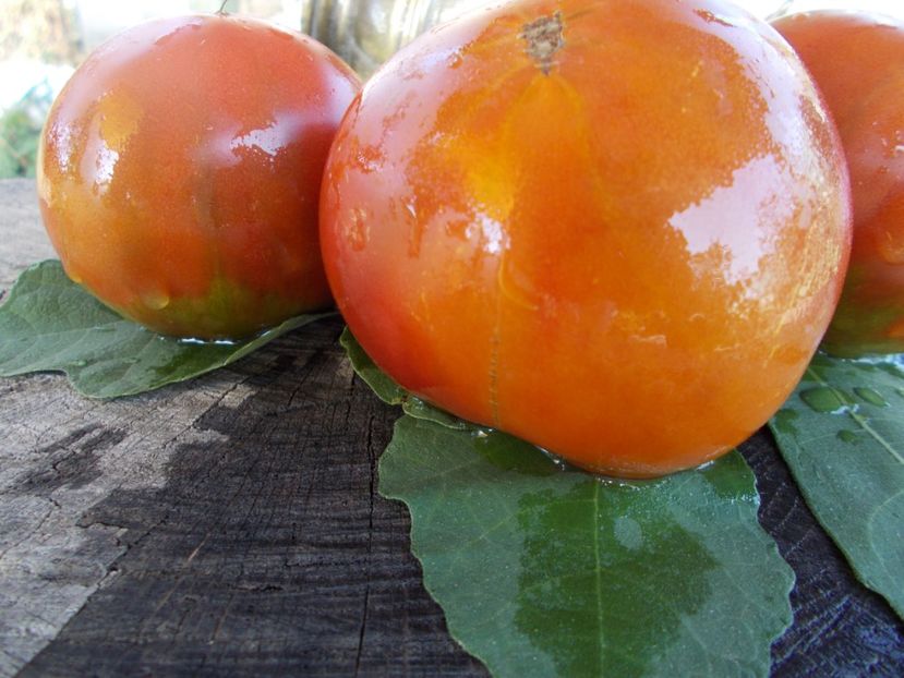  - SEMINTE ROSII - T 368 NUITS