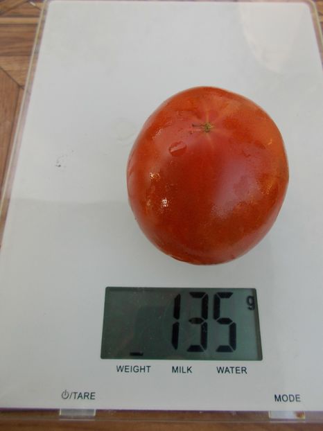  - SEMINTE ROSII - T 368 NUITS