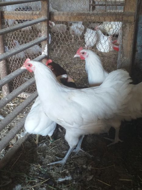  - Australorp alb și albastru