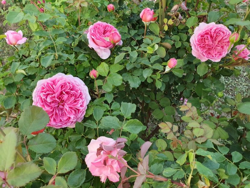  - princess alexandra of kent