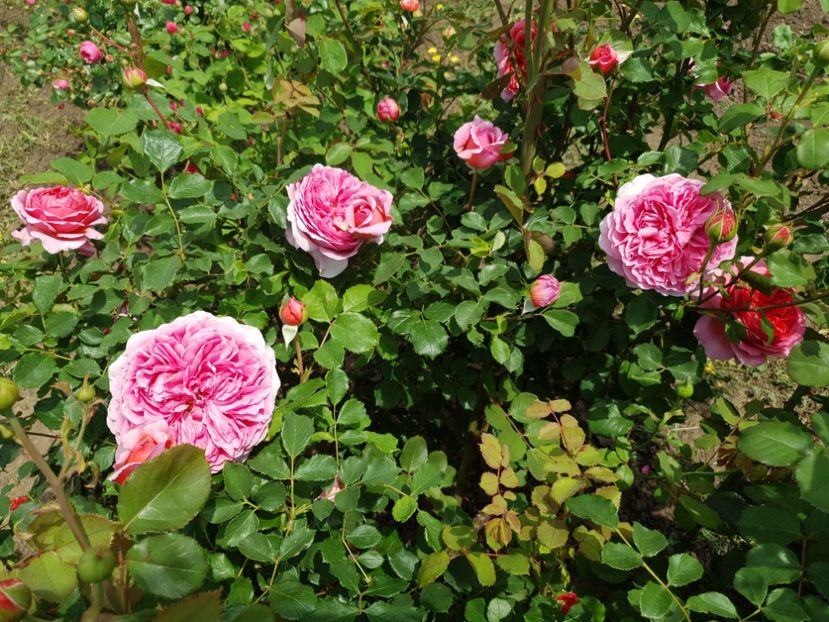  - princess alexandra of kent