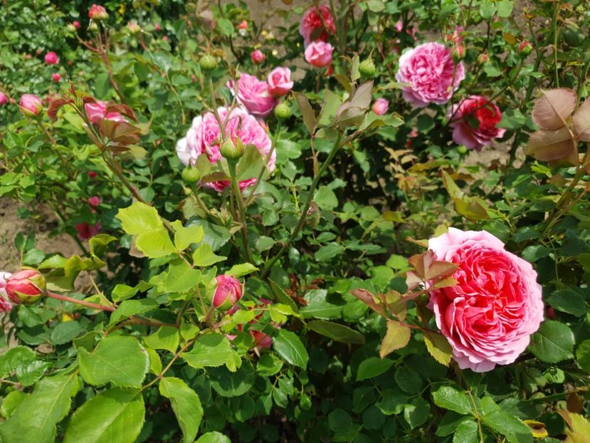  - princess alexandra of kent