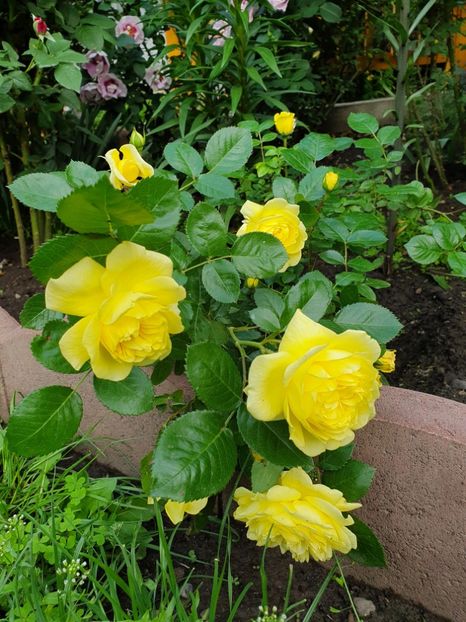 duperey - anny duperey