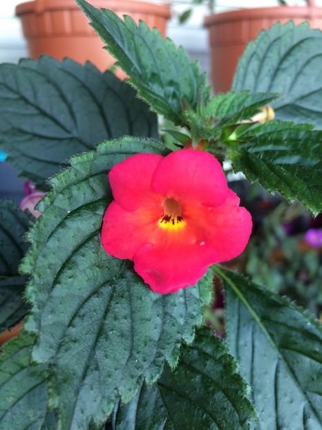 2.09.2019-Cherry Flow - Achimenes 2019