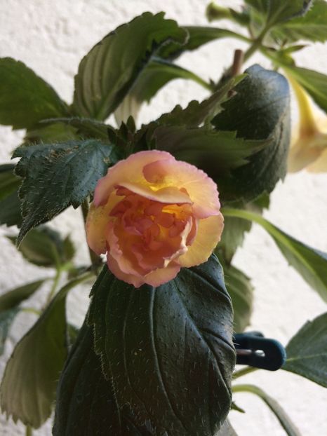 2.09.2019 - Yellow English Rose