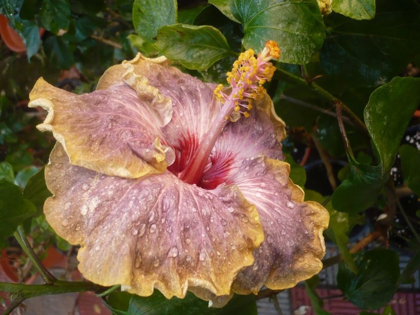 P1420847 - HIBISCUSI 2019-3