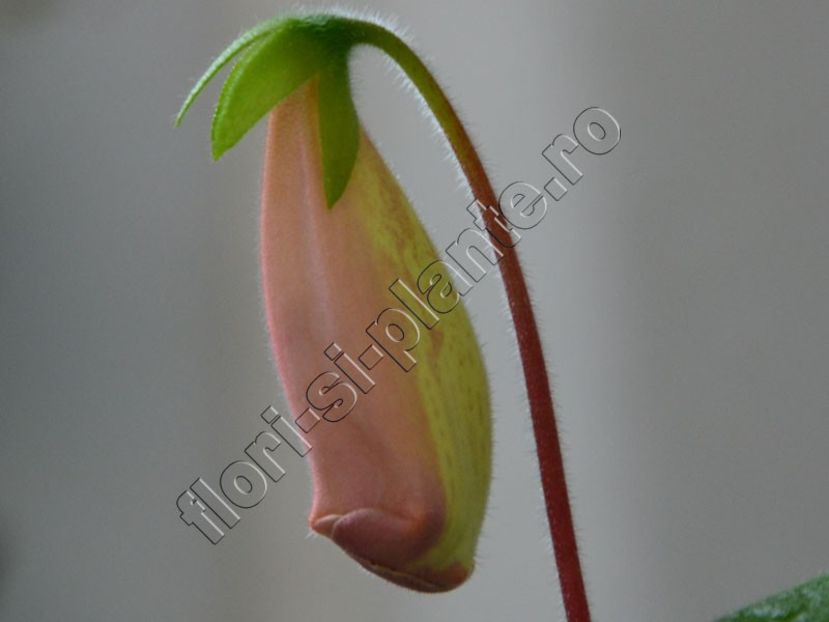 Fascinația bobocilor - 1 BLOG Gesneriaceae