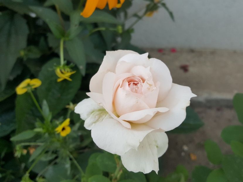  - The lady Gardener - 1