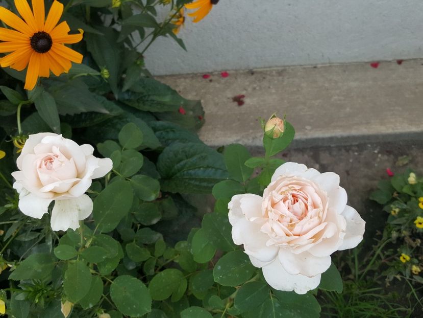  - The lady Gardener - 1