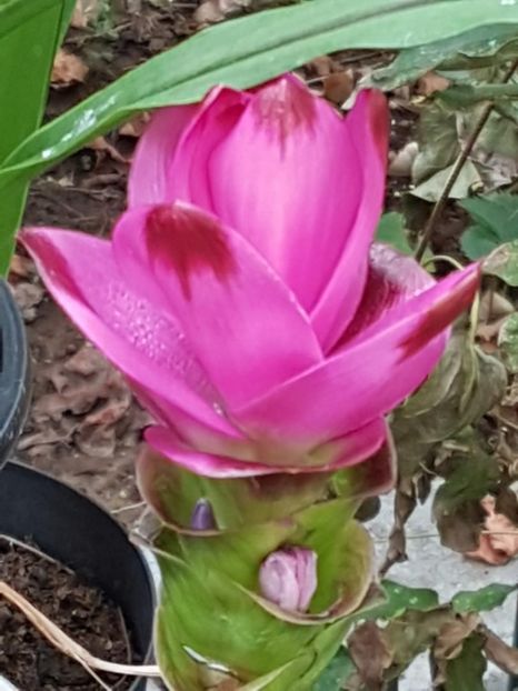 thumbnail (6) - CURCUMA 2019