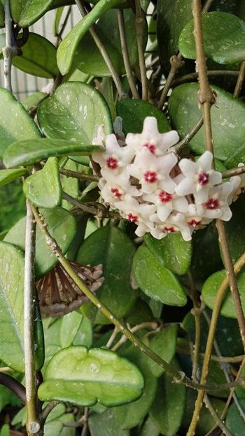 thumbnail - 2019-07-05T220900.498 - HOYA 2019