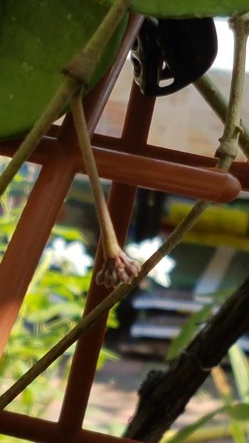 thumbnail (61) - HOYA 2019