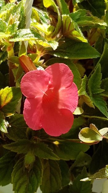 thumbnail - 2019-07-20T231507.263 - ACHIMENES 2019