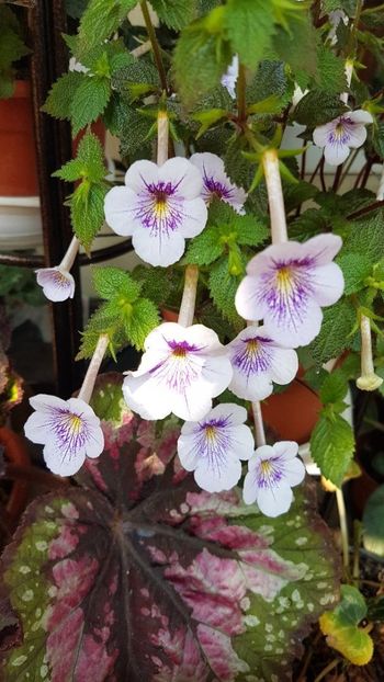 thumbnail - 2019-08-11T232401.544 - ACHIMENES 2019