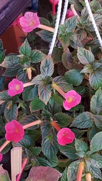 thumbnail - 2019-09-01T145040.886 - ACHIMENES 2019