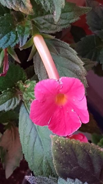 thumbnail - 2019-09-01T145147.125 - ACHIMENES 2019