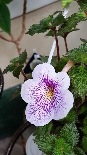 thumbnail (2) - ACHIMENES 2019