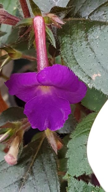 thumbnail (3) - ACHIMENES 2019