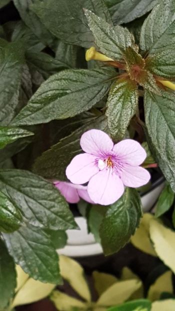 thumbnail (5) - ACHIMENES 2019