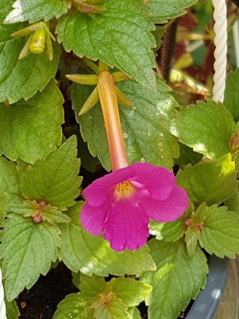 thumbnail (6) - ACHIMENES 2019
