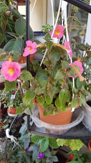 thumbnail (10) - ACHIMENES 2019