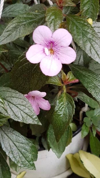 thumbnail (17) - ACHIMENES 2019