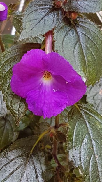 thumbnail (19) - ACHIMENES 2019