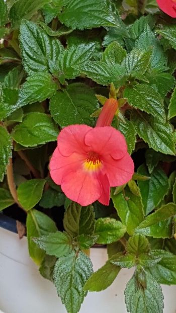 thumbnail (21) - ACHIMENES 2019