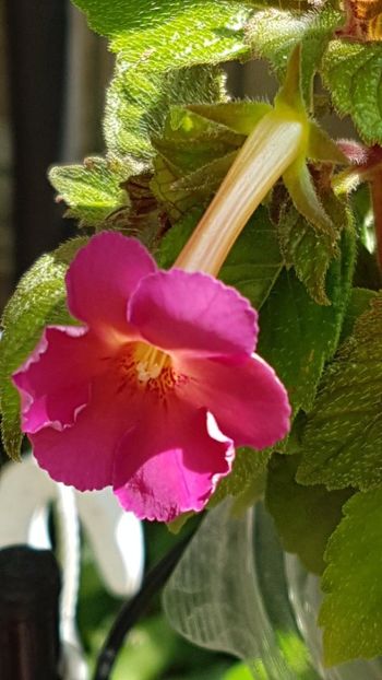 thumbnail (22) - ACHIMENES 2019