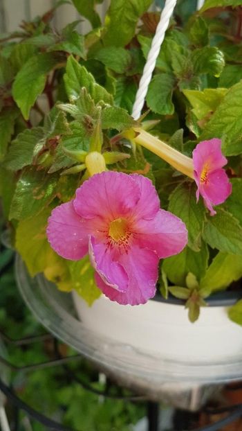 thumbnail (24) - ACHIMENES 2019