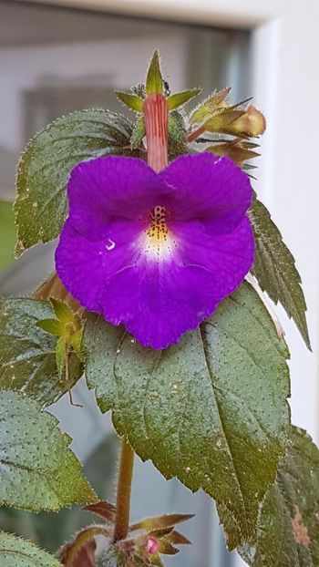 thumbnail (25) - ACHIMENES 2019