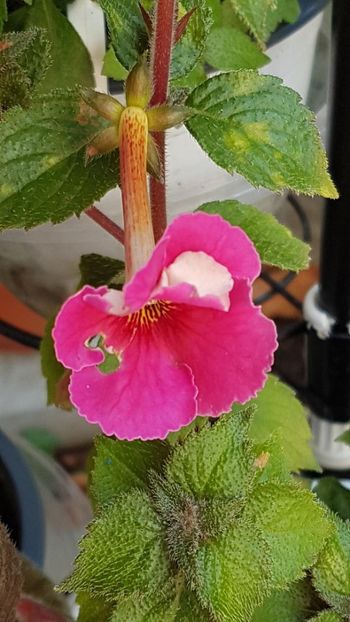 thumbnail (26) - ACHIMENES 2019