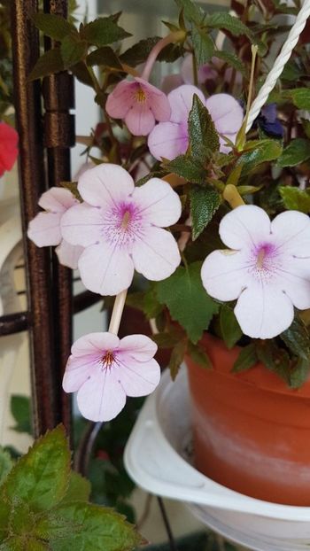 thumbnail (27) - ACHIMENES 2019