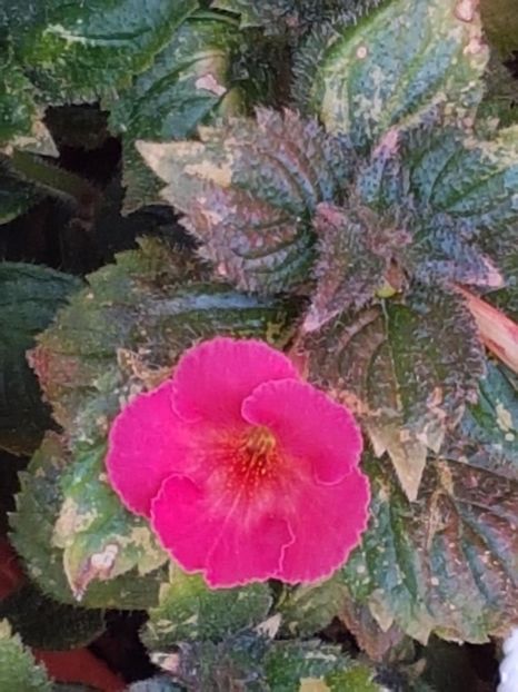 thumbnail (29) - ACHIMENES 2019