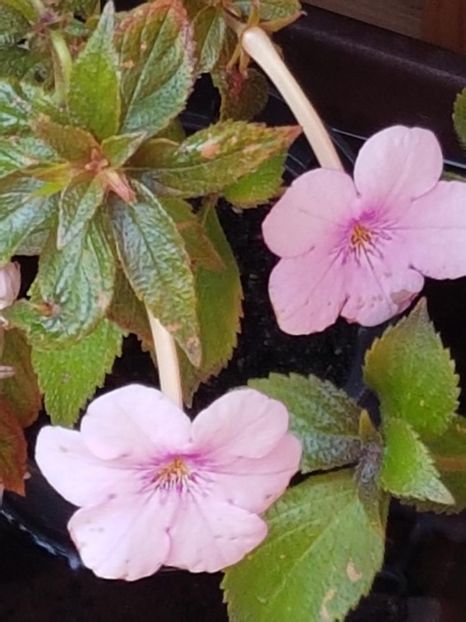 thumbnail (31) - ACHIMENES 2019