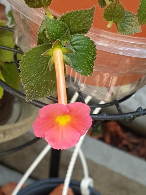 thumbnail (30) - ACHIMENES 2019