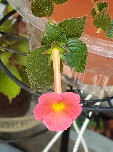 thumbnail (32) - ACHIMENES 2019