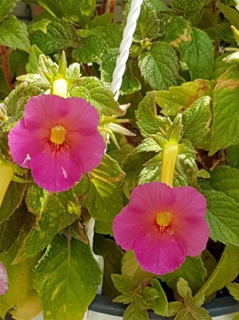 thumbnail (34) - ACHIMENES 2019