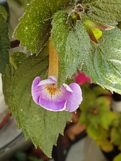 thumbnail (36) - ACHIMENES 2019