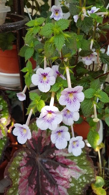 thumbnail (37) - ACHIMENES 2019