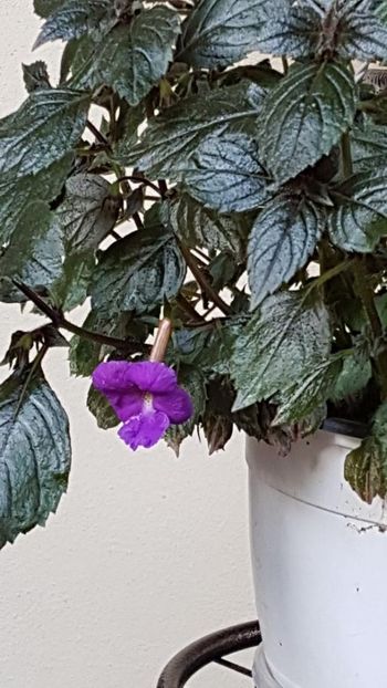thumbnail - ACHIMENES 2019